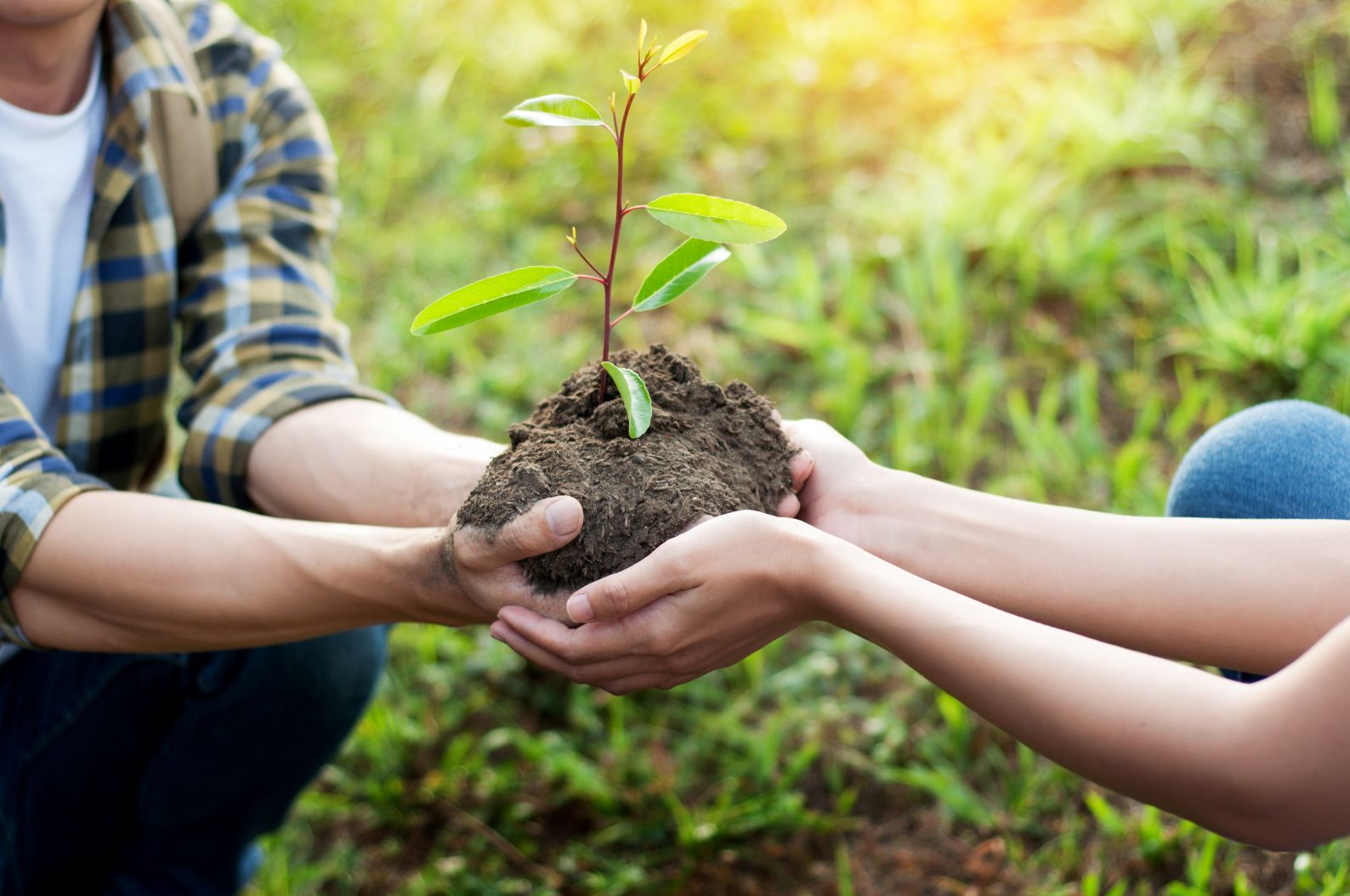 Couple planting and watering a tree together on a summer day in park